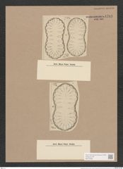 Surirella laxa Janisch (de-Toni-Nr.: Genus 53, Species 2387) Zeichnungen Sammlung Grunow Nr. 4793 (NHMW-BOT-W0372936)